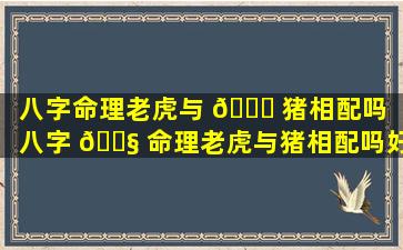 八字命理老虎与 🐝 猪相配吗（八字 🐧 命理老虎与猪相配吗好吗）